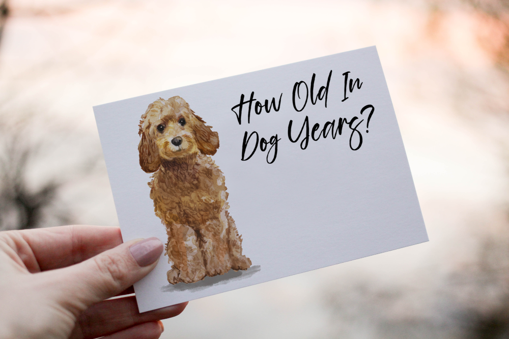 Cockapoo Honey Dog Birthday Card, Dog Birthday Card